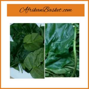 African Fresh Leaf - Utazi - Ethnic Food West African Cooking Leaves